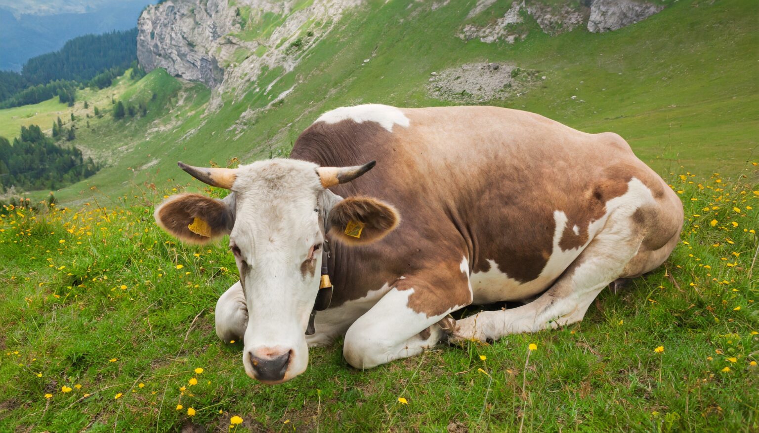 Herzrasen beim Einschlafen - Ursachen & Therapie | Schlafenguru.de