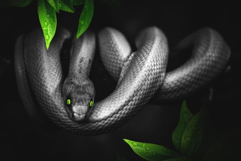 Traumdeutung Schlange – Die gängigsten Bedeutungen